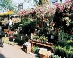 辛格爾花市 辛格爾花市