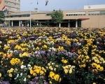 阿斯米爾鮮花拍賣市場 阿斯米爾鮮花拍賣市場