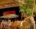 The Happy Ranch Horse Farm The Happy Ranch Horse Farm