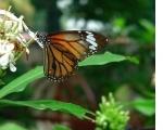 Butterflies Garden Restaurant