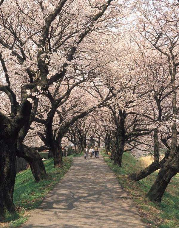 相片來源:福井縣觀光寫真素材集 福井