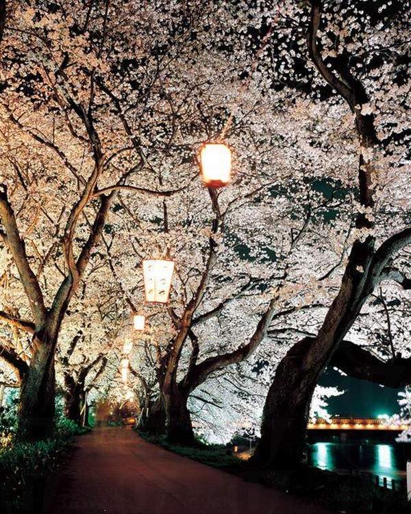 相片來源:福井縣觀光寫真素材集 福井