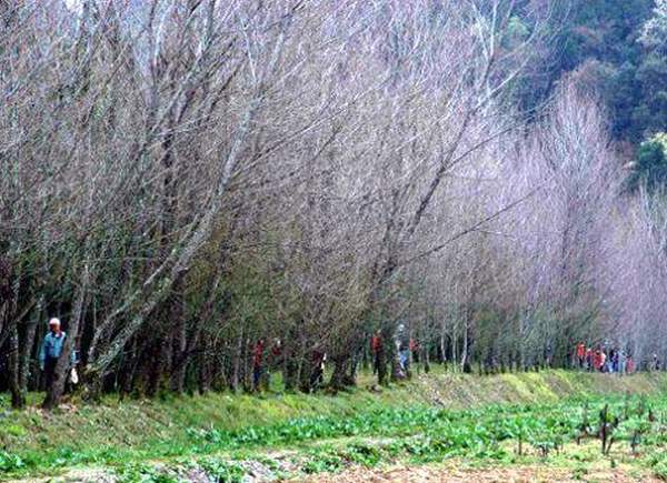 相片來源:南投縣政府觀光局 南投