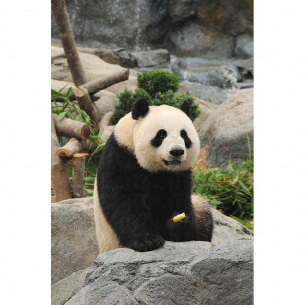 海洋公園 香港