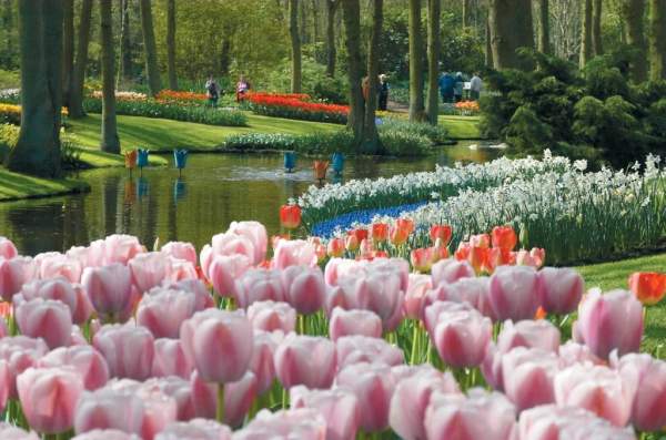 鬰金香盛開。相片來源:荷蘭旅遊局 阿姆斯特丹