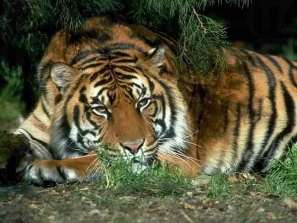 虎園採取野化訓練、自然放養的飼養方式,目的是讓老虎足以應付自然界的生存法則,最終可「放虎歸山」。 哈爾濱