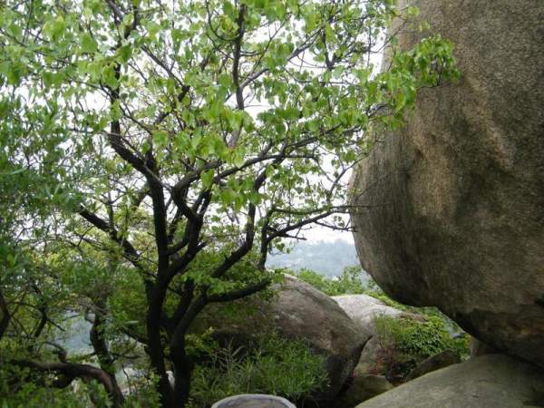 萬石植物園內一景。( 相片來源:廈門亞太旅遊發展中心 ) 廈門