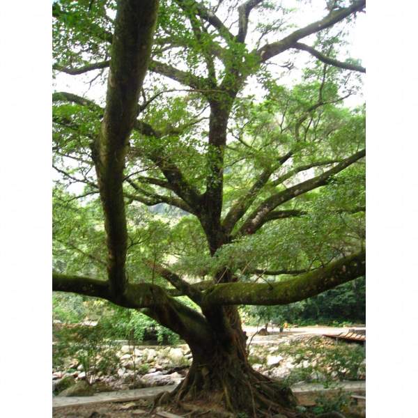 百年老樹 ( 相片來源:劉懿瑩 ) 廣州