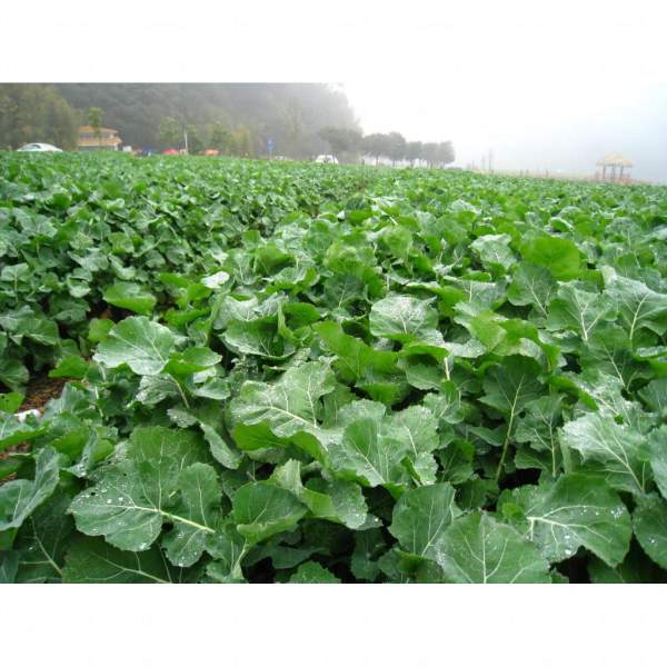 油菜花田 ( 相片來源:劉懿瑩 ) 廣州