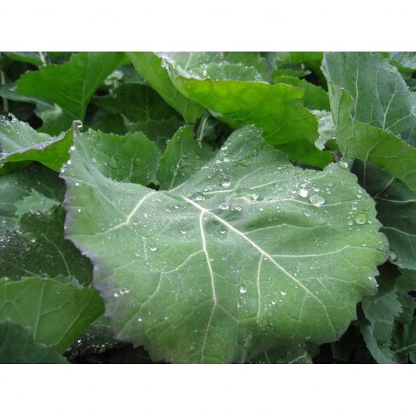 珍珠般的露水 ( 相片來源:劉懿瑩 ) 廣州