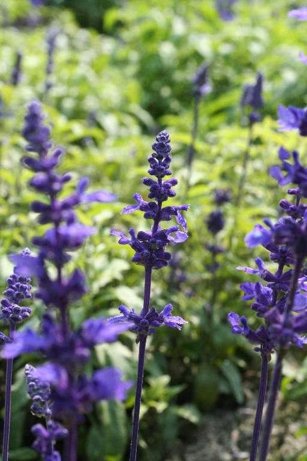 園內的薰衣草適合生長於溫度 10 至25 度的環境之中。 香港