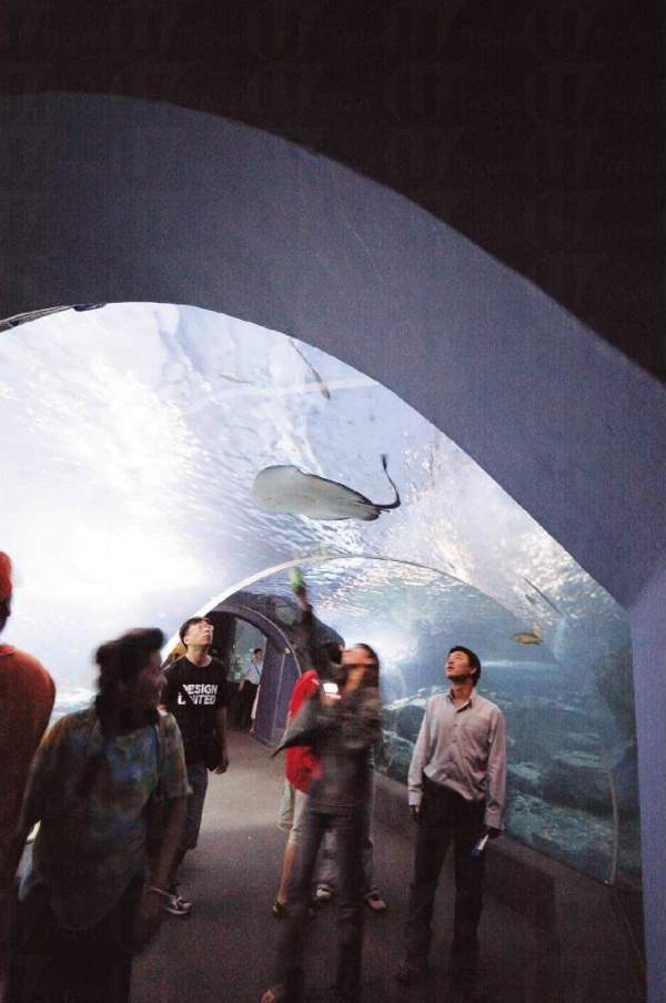 館裡分 7 大景區,總共養了 400 種海洋生物。 曼谷