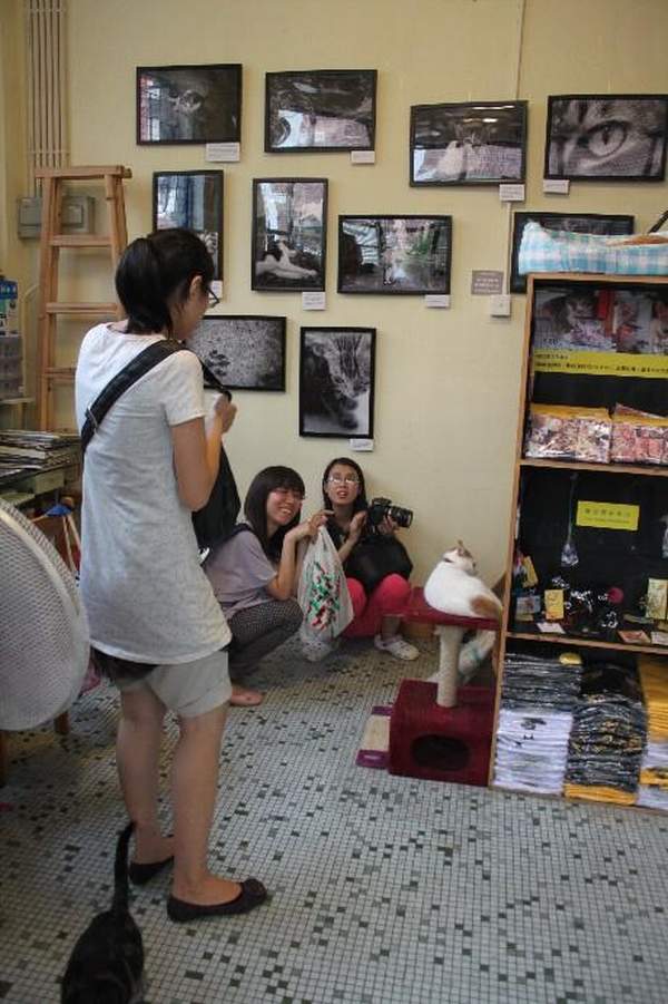 貓空間會定期舉行不同的藝術展覽,同時也予客人與貓兒來個親密接觸。 澳門