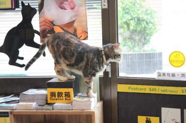 黑色的貓影可謂是商店的標誌,有時不經意間會與店內的貓兒組成一幅有趣的構圖。 澳門