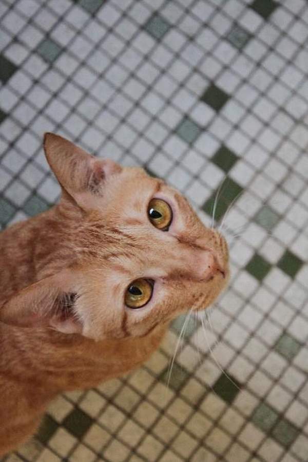 於店舖中可以欣賞貓兒的各種趣怪的神態。 澳門