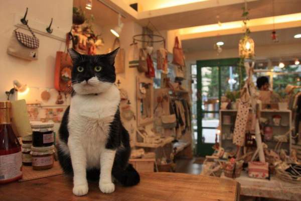 Zakka zoo 是一所售賣精品的店鋪,當中不少是以動物作主題。 台北