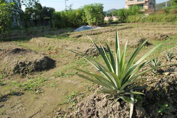 剛播下種子的農田,一個月後便會有收成。 香港
