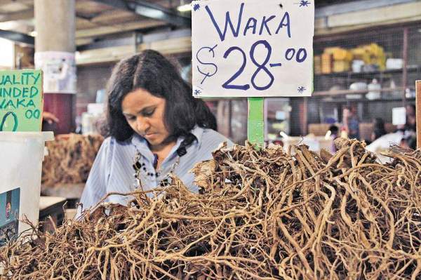 這就是當地流行的飲料 Kava 的原材料醉人椒(Waka)。(劉健雄攝) 斐濟