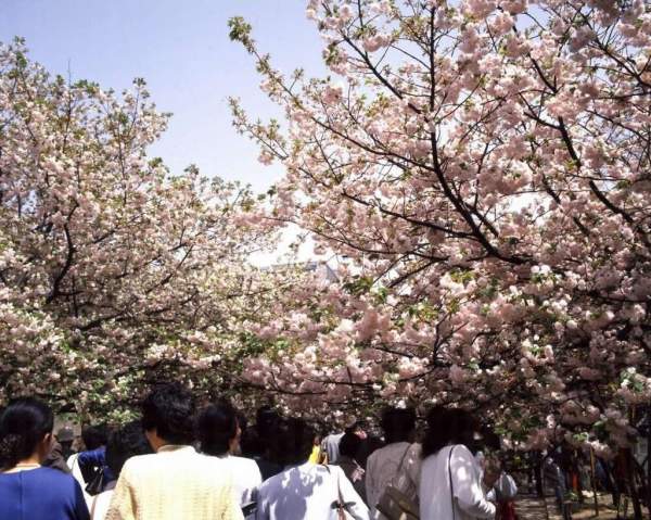 相片來源:JNTO 大阪