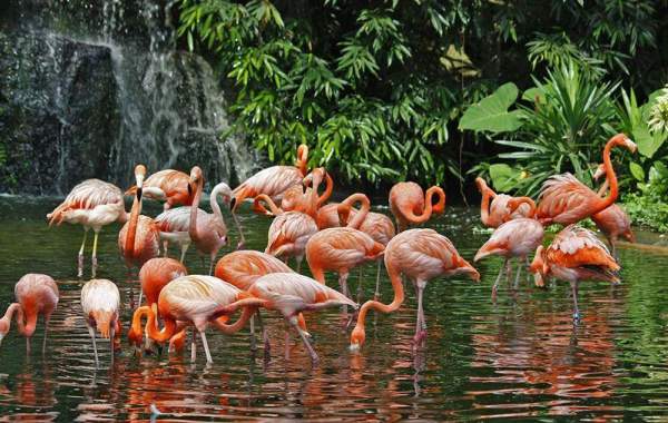 裕廊飛禽公園 新加坡