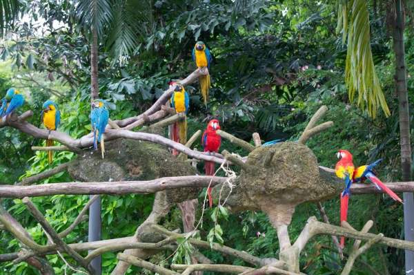 裕廊飛禽公園 新加坡