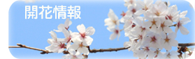 櫻之寫真